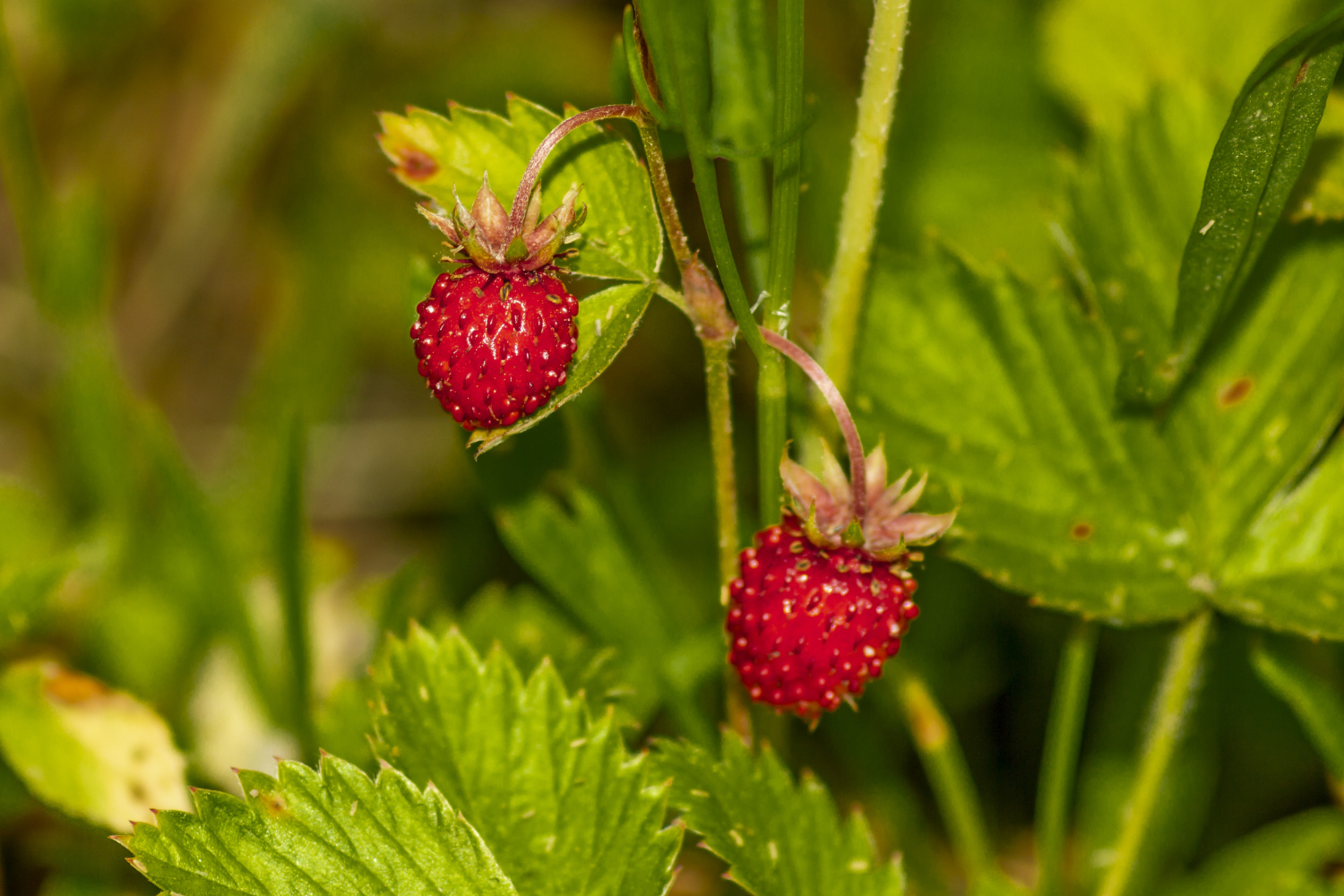 Blattläuse Erdbeeren
