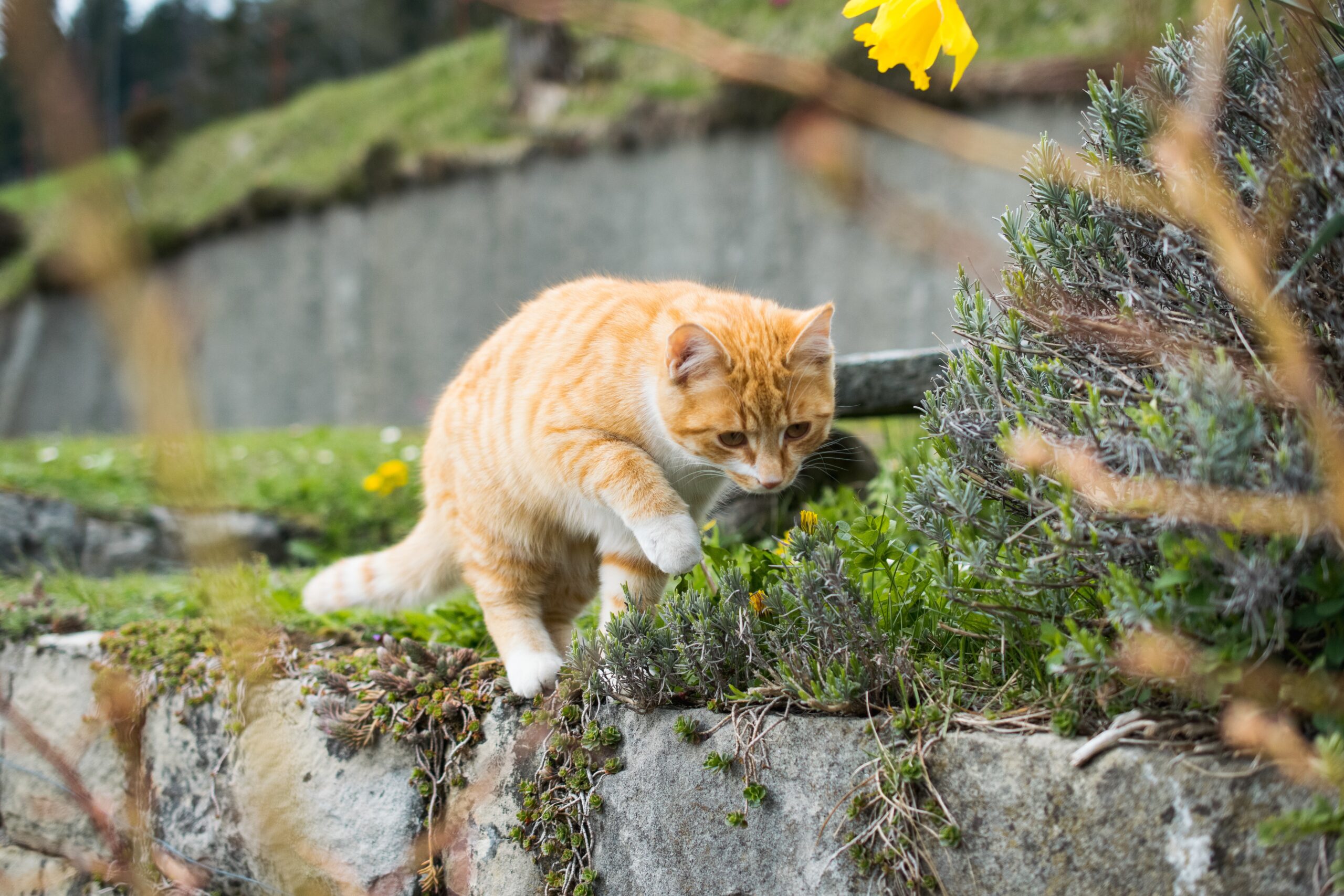 Katzen endgültig vertreiben Erfahrungen