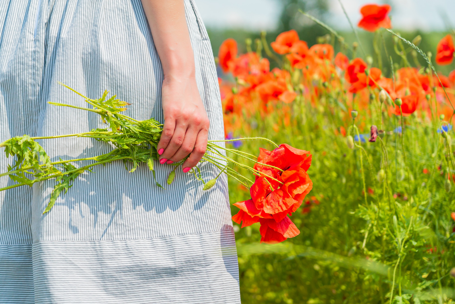 Mohn schneiden