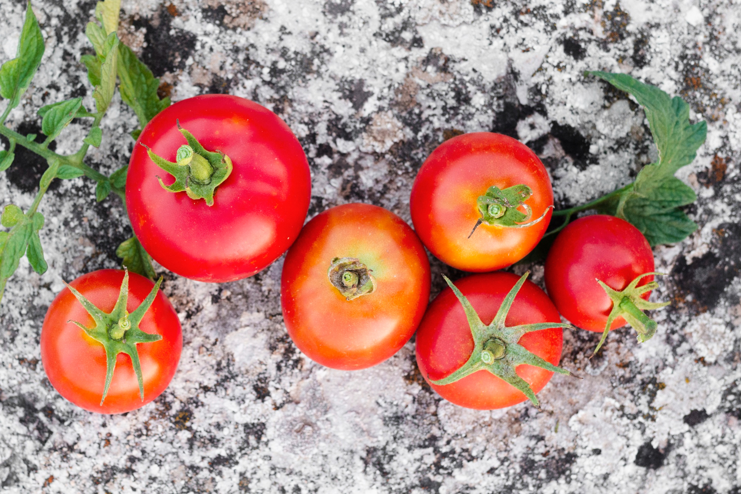 Tomaten wachsen nicht