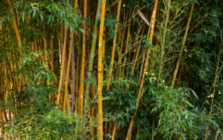 Bambus vernichten mit Essig